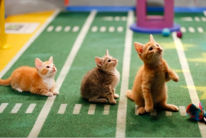 Puppy-Bowl-X-halftime-kittens(2).jpg